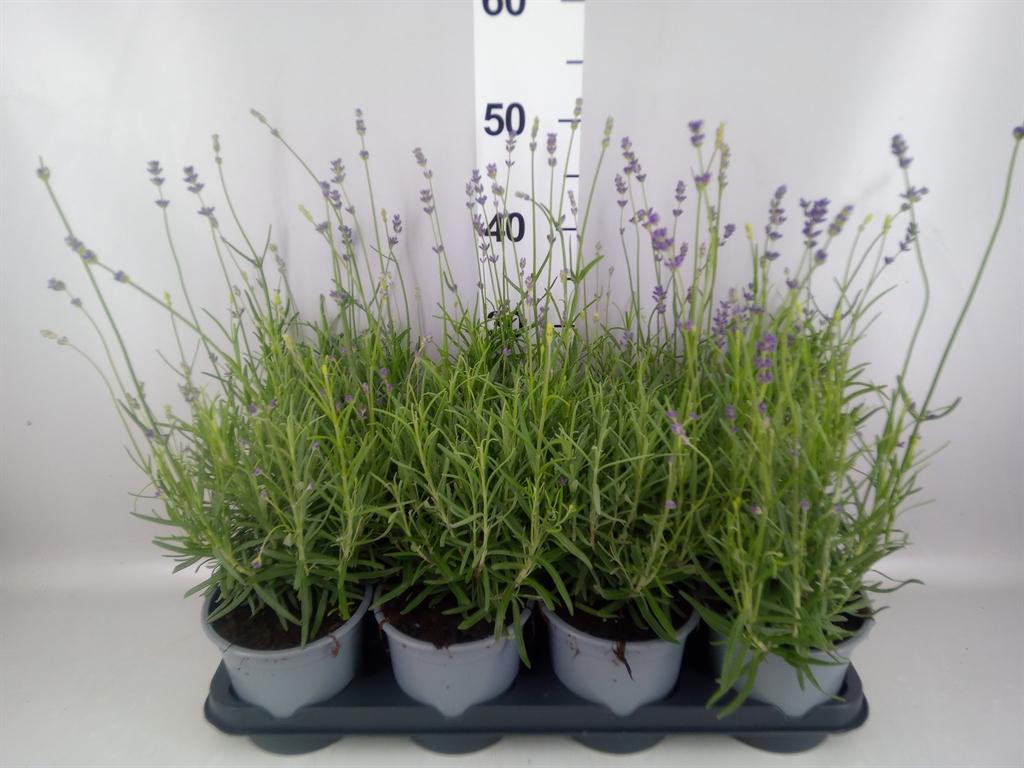 Горшечные цветы и растения оптом Lavandula Angus. munstead от 8шт из Голландии с доставкой по России