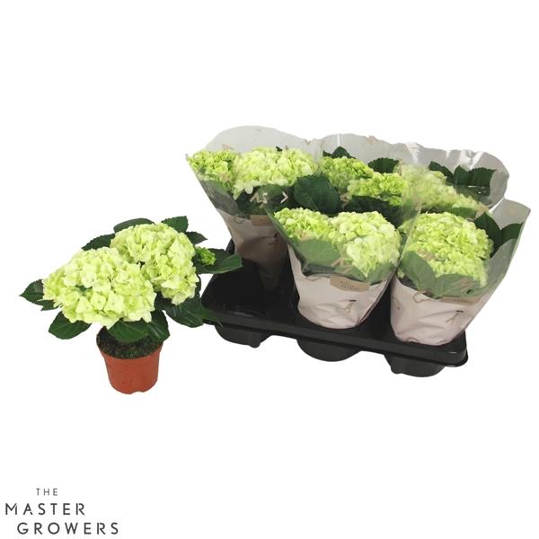 Горшечные цветы и растения оптом Hydrangea Ma White 2+ от 8шт из Голландии с доставкой по России