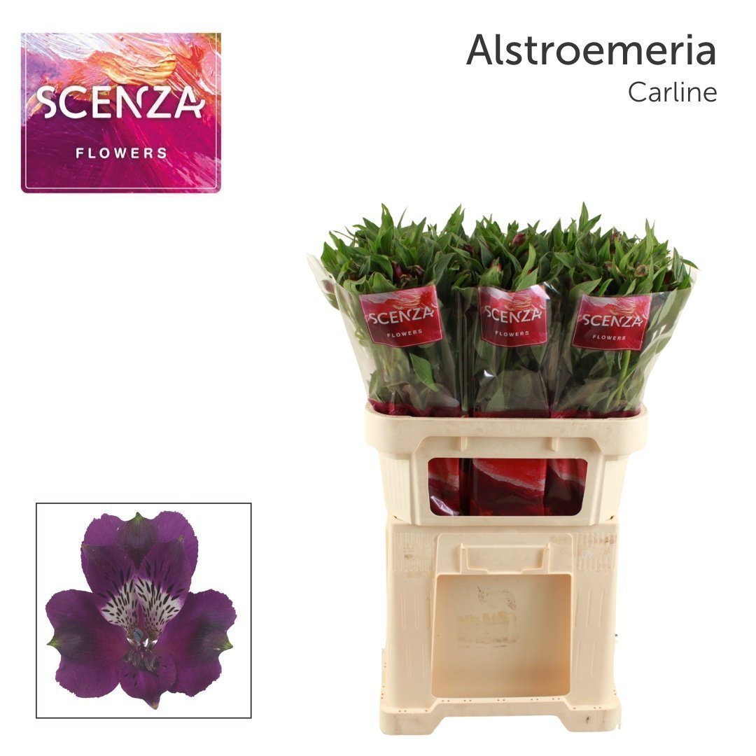 Срезанные цветы оптом Alstroemeria carline от 60шт из Голландии с доставкой по России
