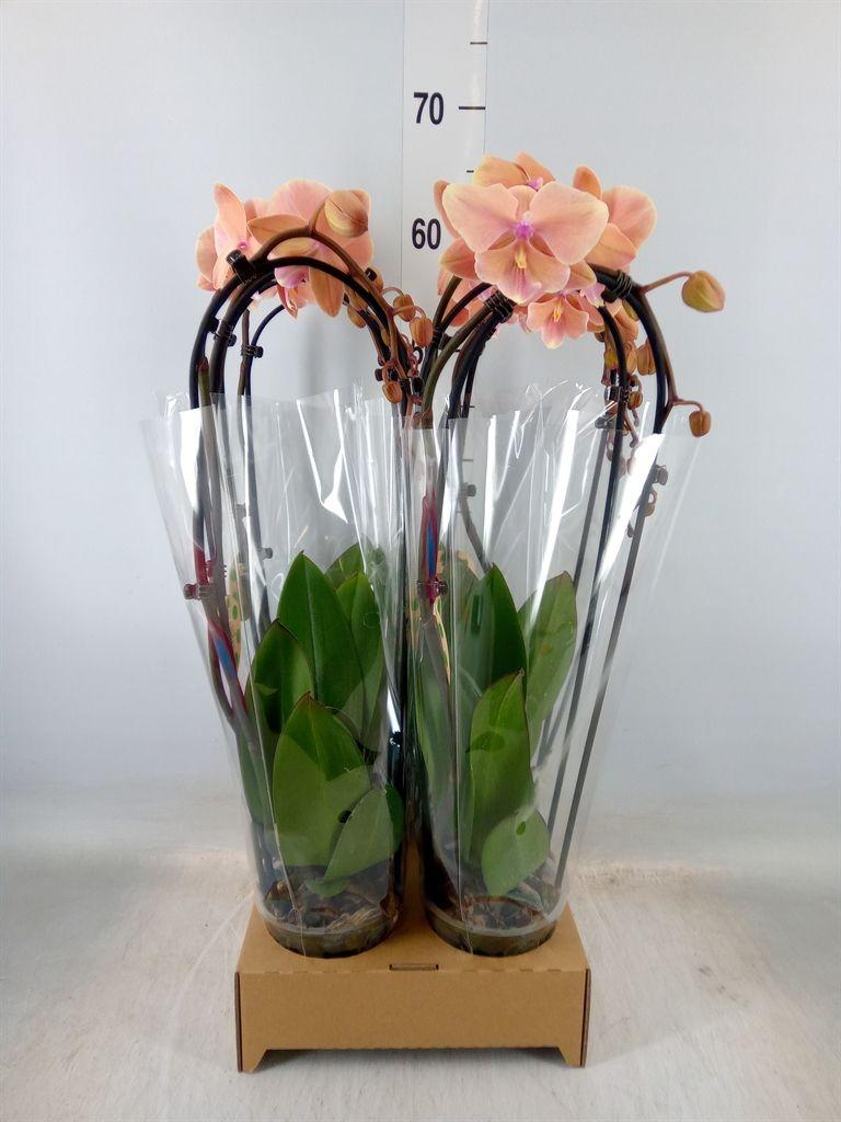 Горшечные цветы и растения оптом Phal Elegant Cascade от 4шт из Голландии с доставкой по России