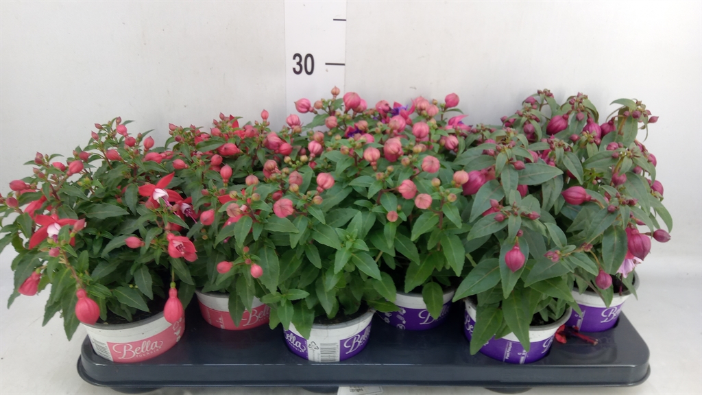 Горшечные цветы и растения оптом Fuchsia Bella Mix от 12шт из Голландии с доставкой по России