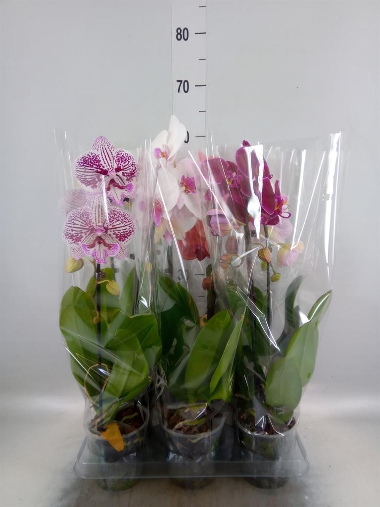 Горшечные цветы и растения оптом Phal 1st Hot Kiss Cascade от 6шт из Голландии с доставкой по России