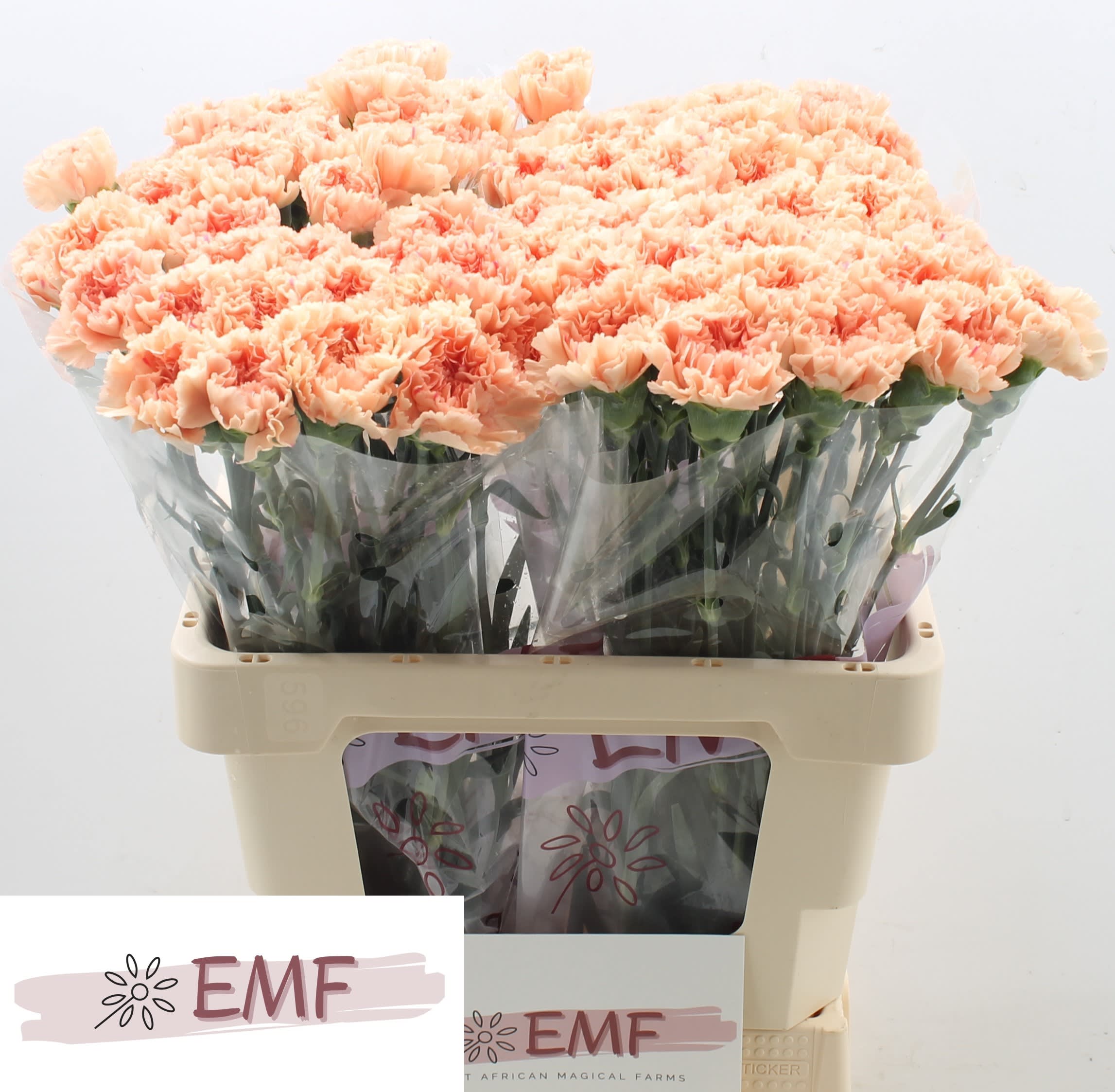 Срезанные цветы оптом Dianthus st peach wonder от 80шт из Голландии с доставкой по России