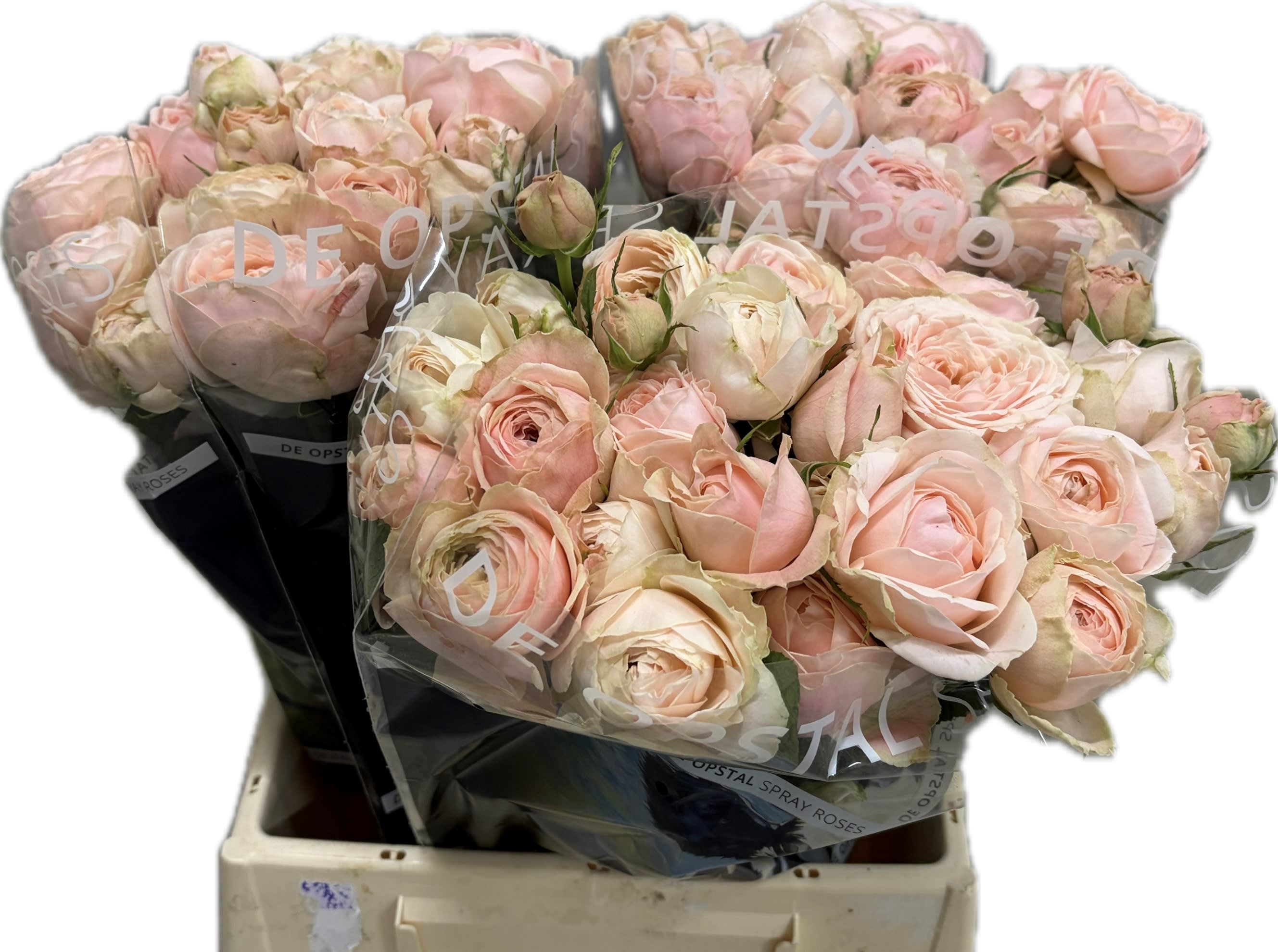 Срезанные цветы оптом Rosa spray silva sweet+ от 30шт из Голландии с доставкой по России