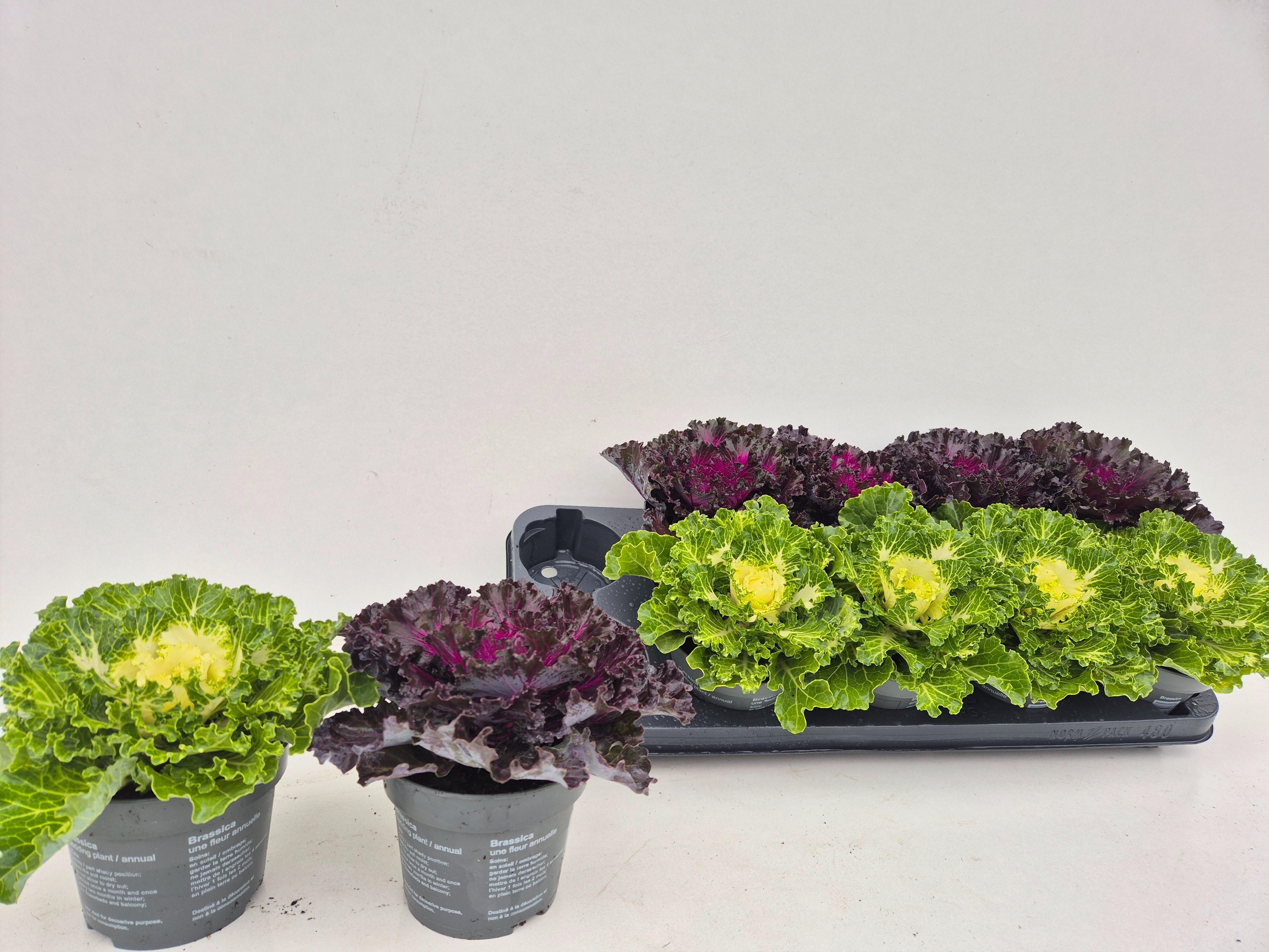 Горшечные цветы и растения оптом Brassica (sierkool) от 10шт из Голландии с доставкой по России
