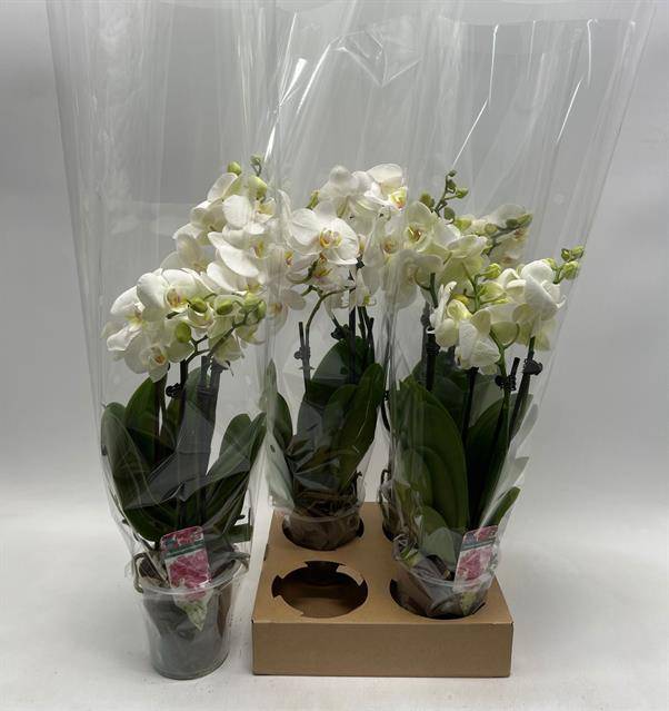 Горшечные цветы и растения оптом Phal Ov Wit от 4шт из Голландии с доставкой по России
