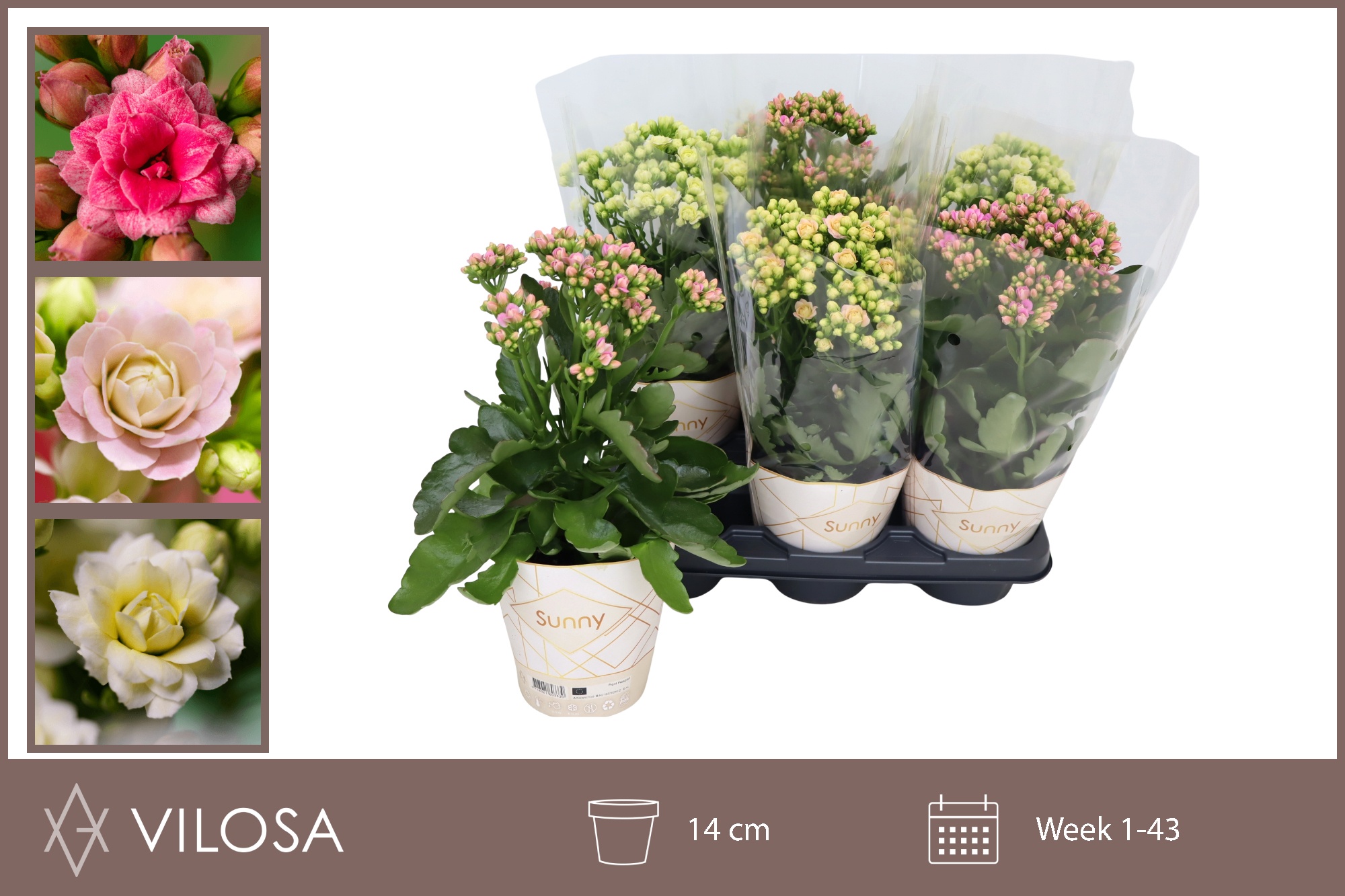 Горшечные цветы и растения оптом Kal Ov от 6шт из Голландии с доставкой по России