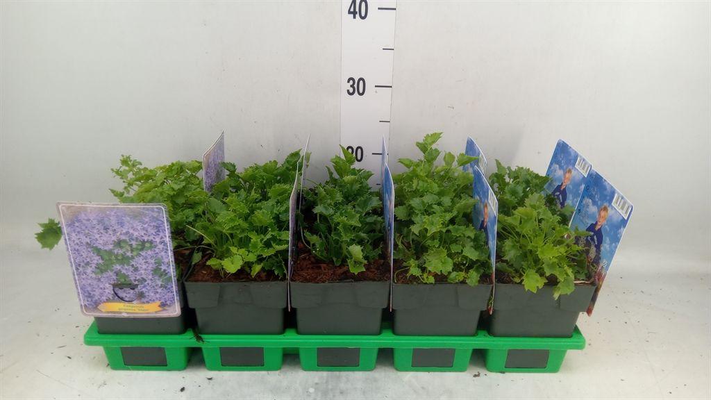 Горшечные цветы и растения оптом Campanula Garganica от 10шт (для телеги) из Голландии с доставкой по России