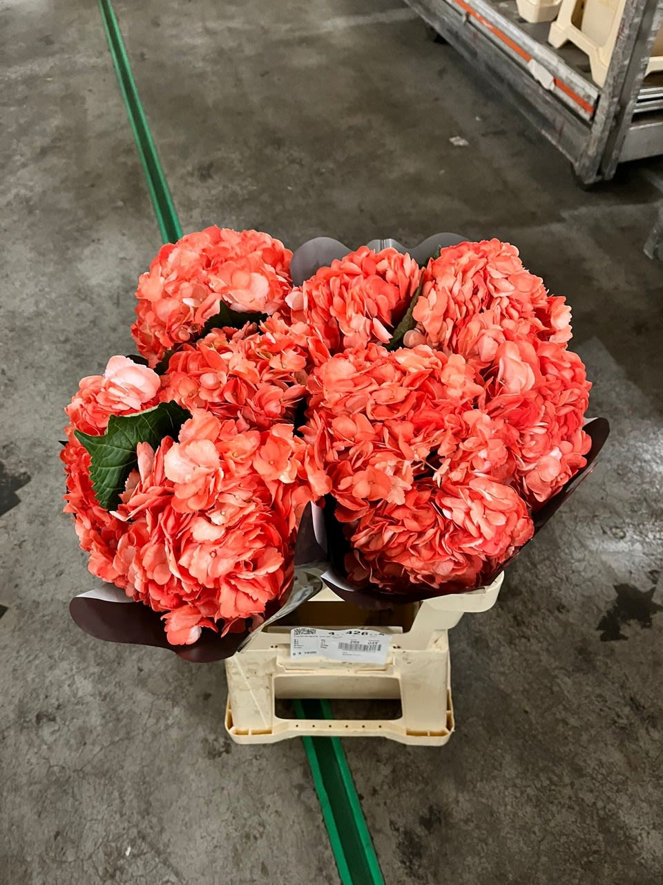 Срезанные цветы оптом Hydrangea coral light от 30шт из Голландии с доставкой по России