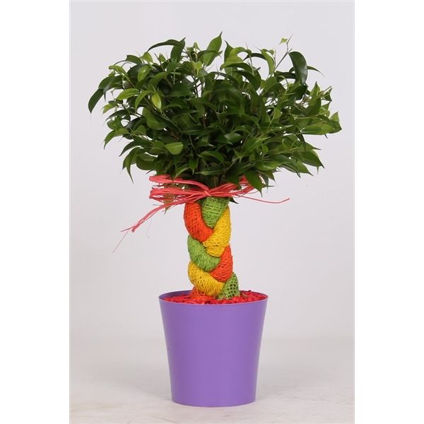 Горшечные цветы и растения оптом Ficus Be Crazy Tree Summertwist от 6шт из Голландии с доставкой по России