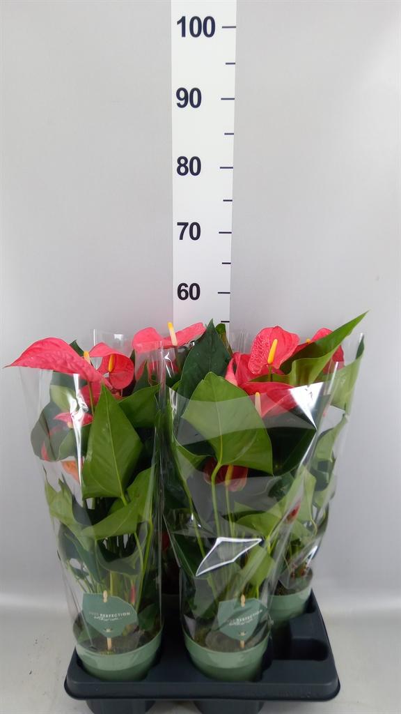 Горшечные цветы и растения оптом Anthurium Andr. maine от 4шт из Голландии с доставкой по России