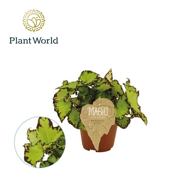 Горшечные цветы и растения оптом Begonia Rex Jive от 8шт (для телеги) из Голландии с доставкой по России