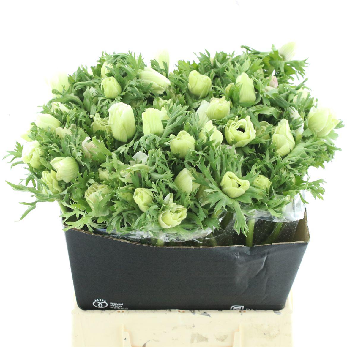 Срезанные цветы оптом Anemone marianne white от 150шт. из Голландии с доставкой по России