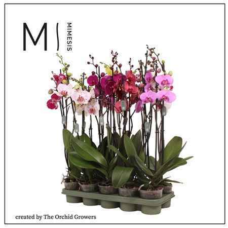 Горшечные цветы и растения оптом Phal 2st Mix 16+ (orchid Growers) от 10шт из Голландии с доставкой по России