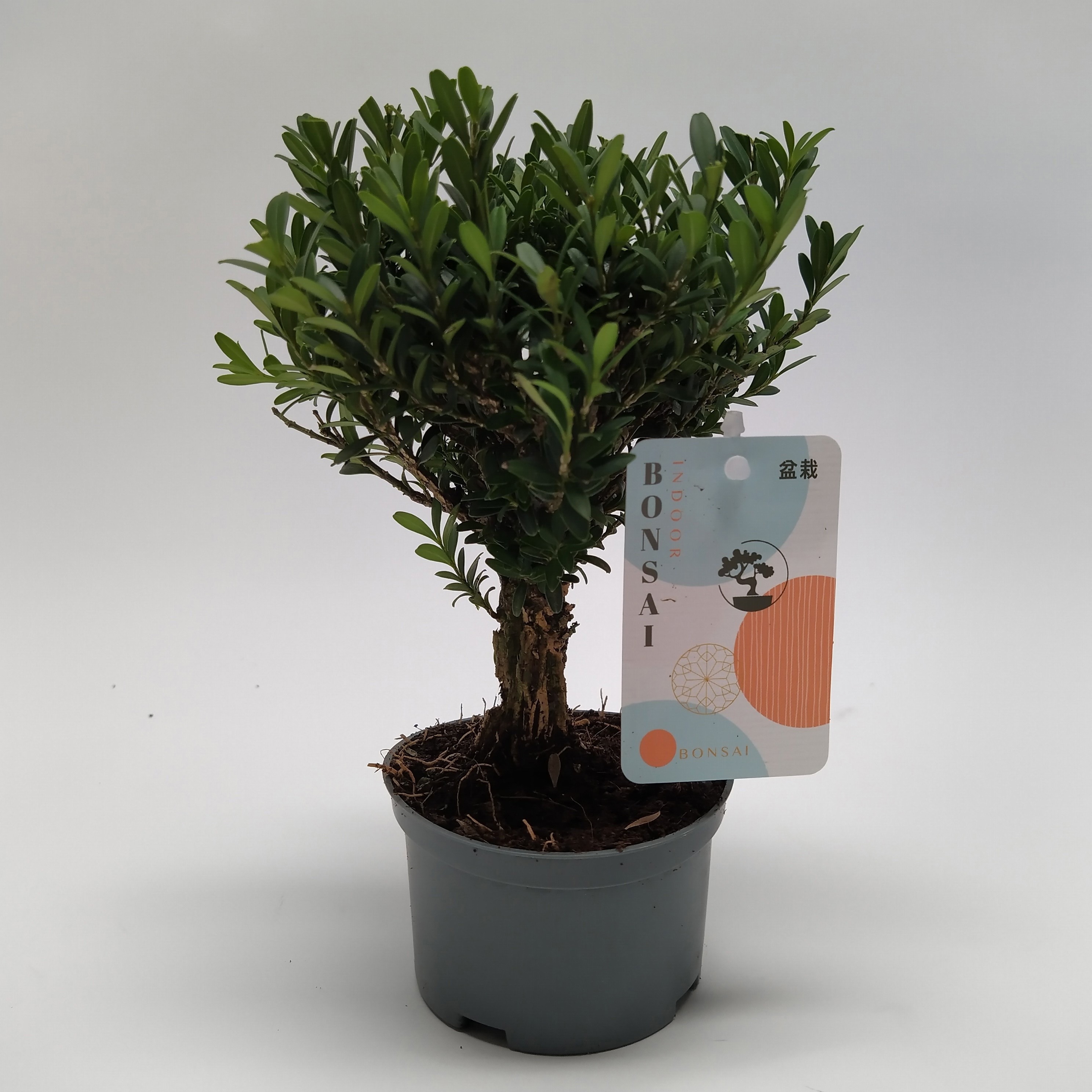 Горшечные цветы и растения оптом Buxus Bonsai Teeltpot от 8шт из Голландии с доставкой по России