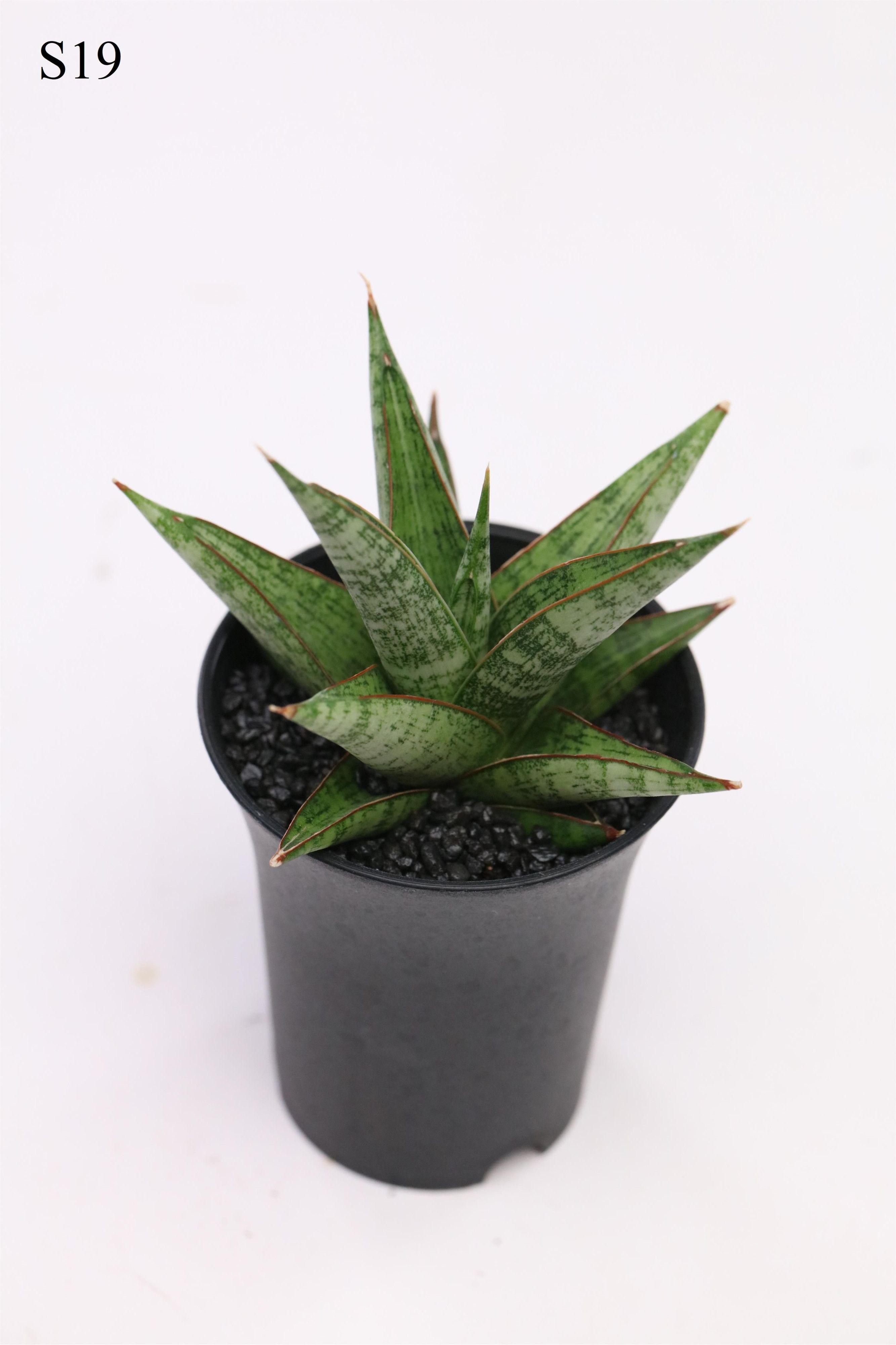 Горшечные цветы и растения оптом Sansevieria Comet Canoe от 9шт (для телеги) из Голландии с доставкой по России