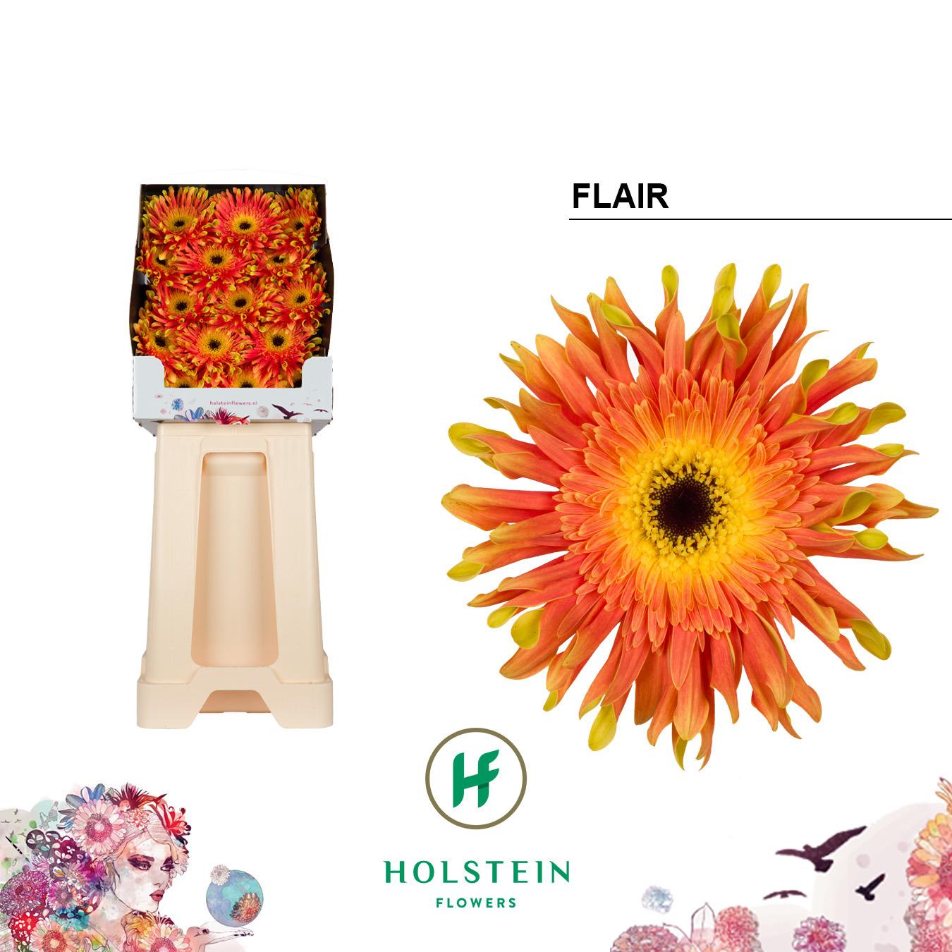 Срезанные цветы оптом Gerbera diamond gerpasta flair от 45шт из Голландии с доставкой по России