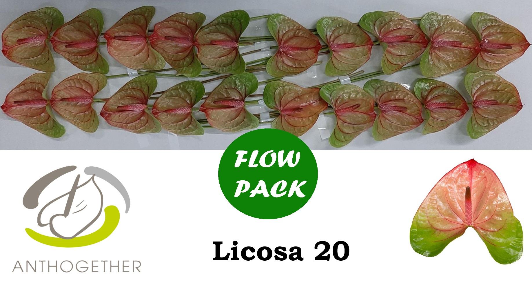 Срезанные цветы оптом Anthurium licosa 312 от 20шт из Голландии с доставкой по России