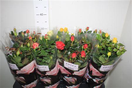 Горшечные цветы и растения оптом Ro Pathit Gem 5 Srt от 8шт из Голландии с доставкой по России