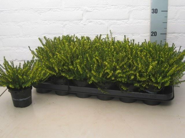 Горшечные цветы и растения оптом Erica Dar. White Perfection от 18шт (для телеги) из Голландии с доставкой по России