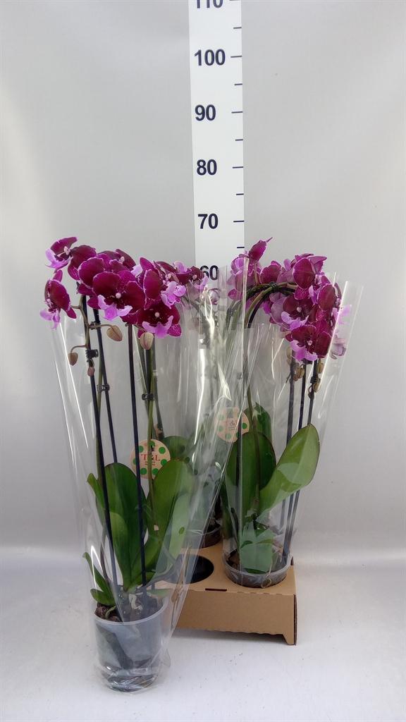 Горшечные цветы и растения оптом Phal Elegant Cascade от 4шт из Голландии с доставкой по России
