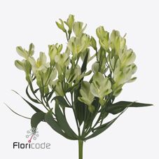 Срезанные цветы оптом Alstroemeria fl white pearls от 40шт из Голландии с доставкой по России