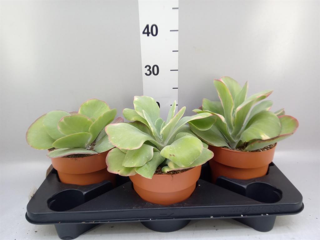 Горшечные цветы и растения оптом Kalanchoe Nf ... A от 3шт из Голландии с доставкой по России