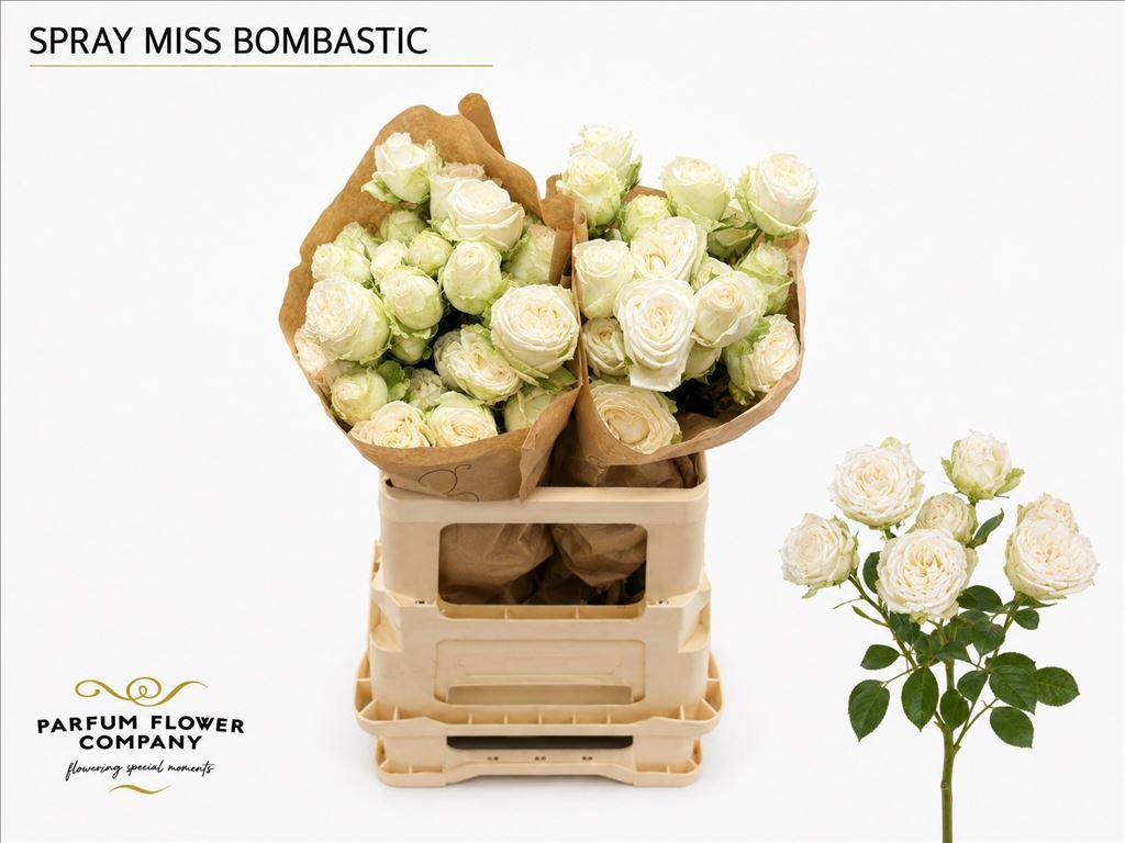 Срезанные цветы оптом Rosa spray miss bombastic от 12шт из Голландии с доставкой по России