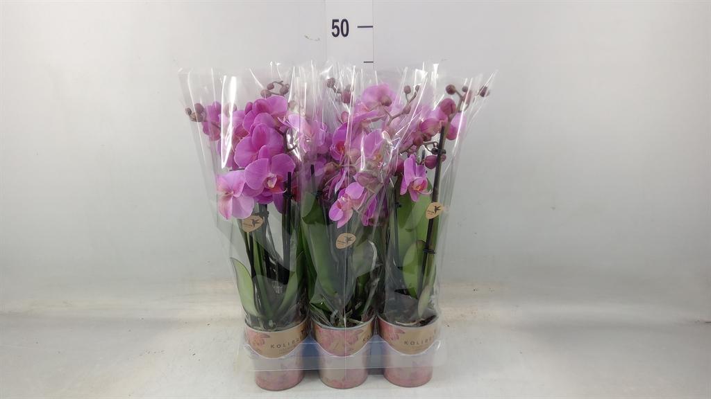 Горшечные цветы и растения оптом Phalaenopsis Multi.   ...lilac от 6шт (для телеги) из Голландии с доставкой по России