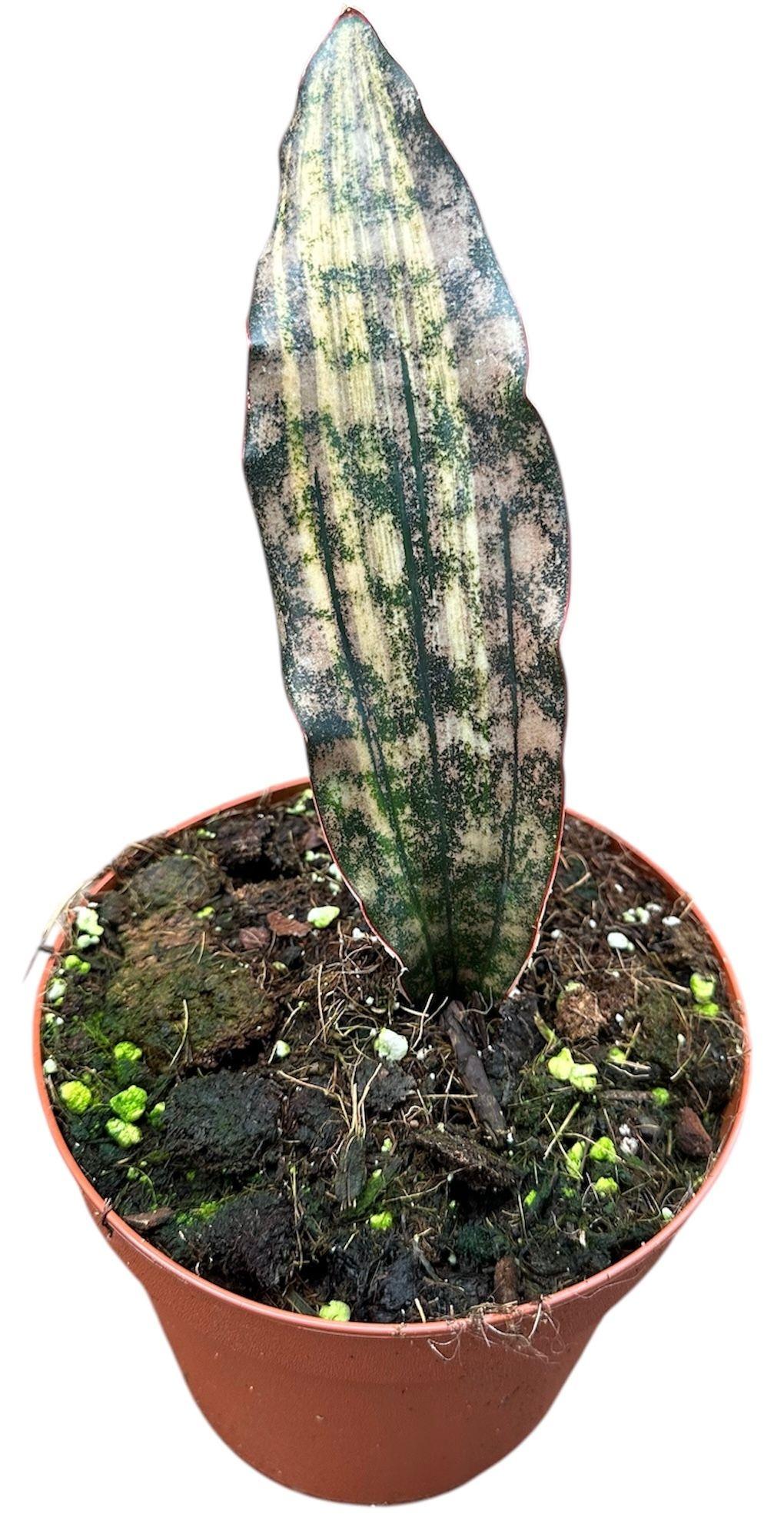 Горшечные цветы и растения оптом Sansevieria Kirkii Coppertone Variegata от 1шт из Голландии с доставкой по России