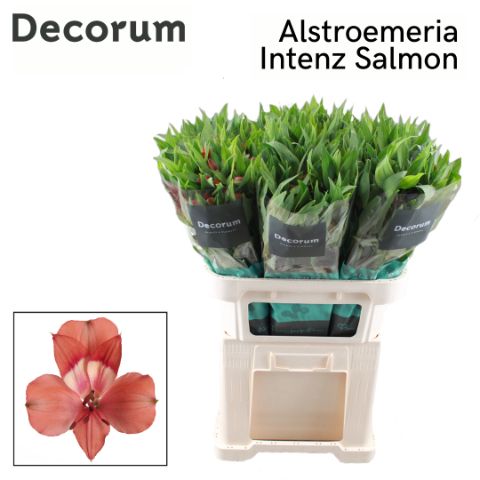 Срезанные цветы оптом Alstroemeria intenz salmon от 60шт из Голландии с доставкой по России