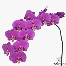 Срезанные цветы оптом Phalaenopsis buffalo (per stem) от 15шт. из Голландии с доставкой по России