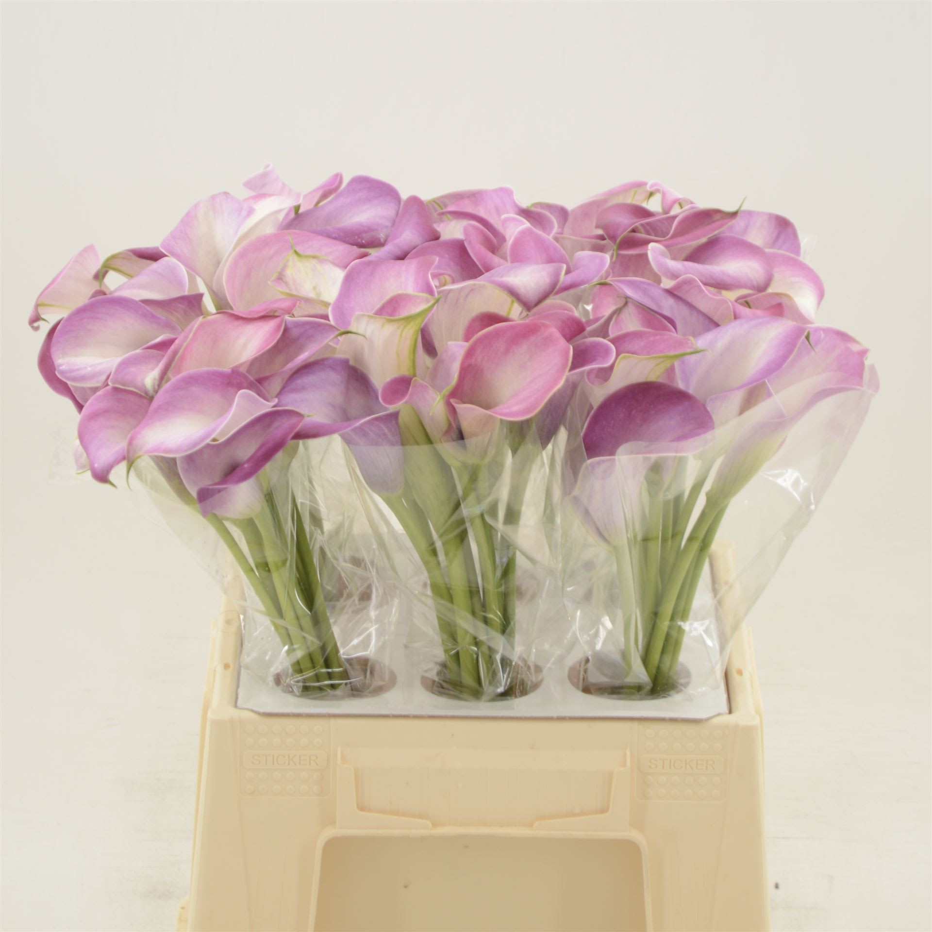 Срезанные цветы оптом Zantedeschia denver от 60шт из Голландии с доставкой по России