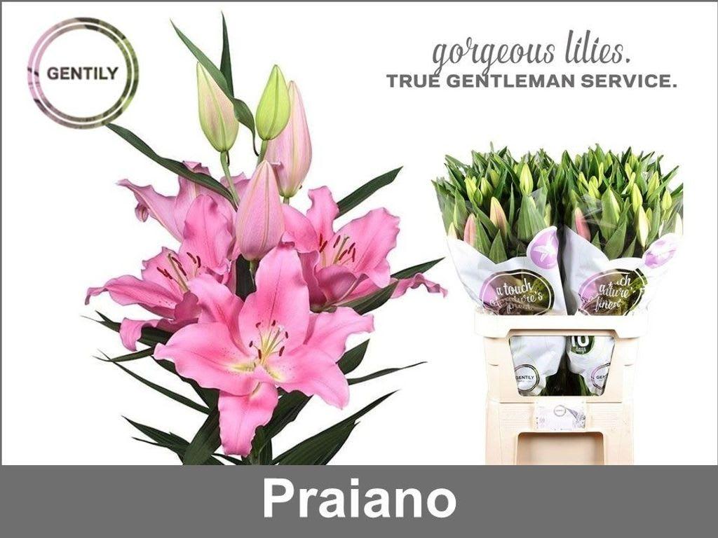 Срезанные цветы оптом Lilium or praiano от 40шт из Голландии с доставкой по России