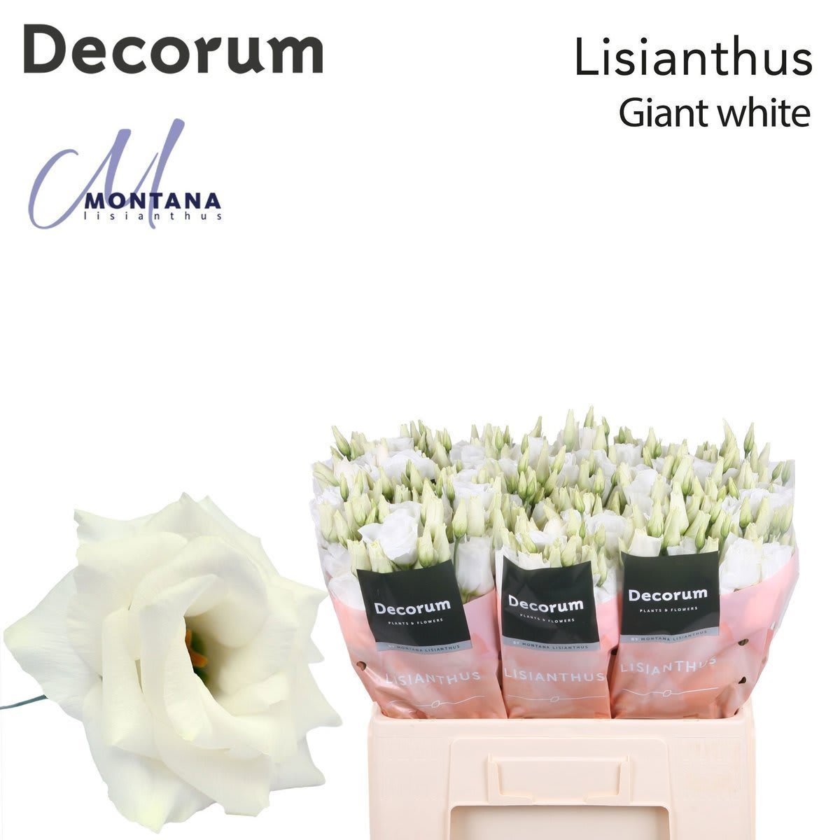 Срезанные цветы оптом Lisianthus do arena giant white от 20шт из Голландии с доставкой по России