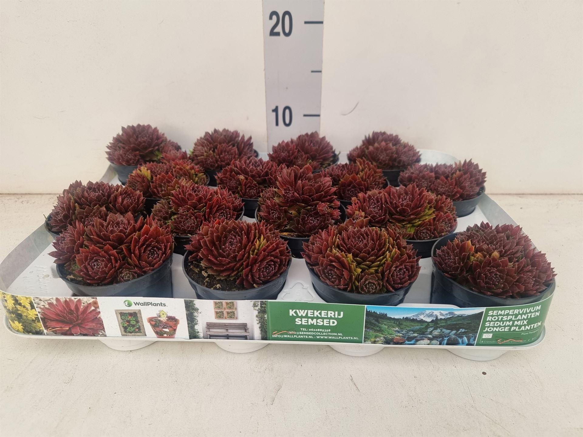 Горшечные цветы и растения оптом Sempervivum   ... от 16шт (для телеги) из Голландии с доставкой по России