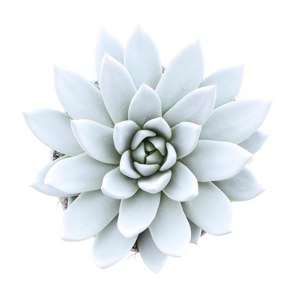 Горшечные цветы и растения оптом Echeveria Rainbow White от 6шт из Голландии с доставкой по России