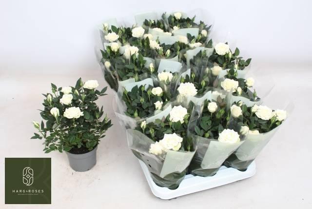 Горшечные цветы и растения оптом Ro Alaska Kordana от 15шт из Голландии с доставкой по России