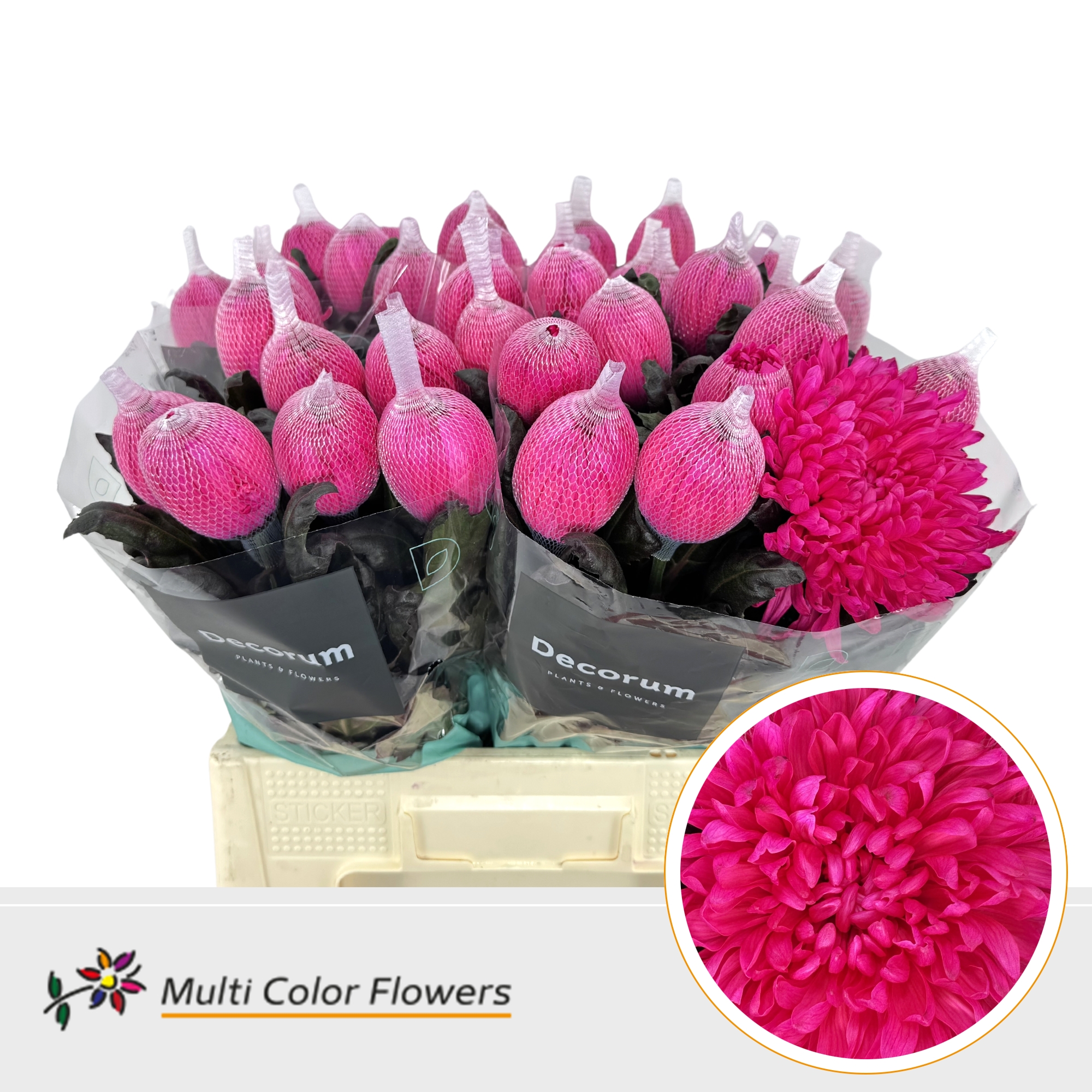 Срезанные цветы оптом Chrys bl paint antonov hot pink от 40шт. из Голландии с доставкой по России