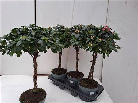 Горшечные цветы и растения оптом Rhodo Si Ov Twister Stam от 3шт из Голландии с доставкой по России