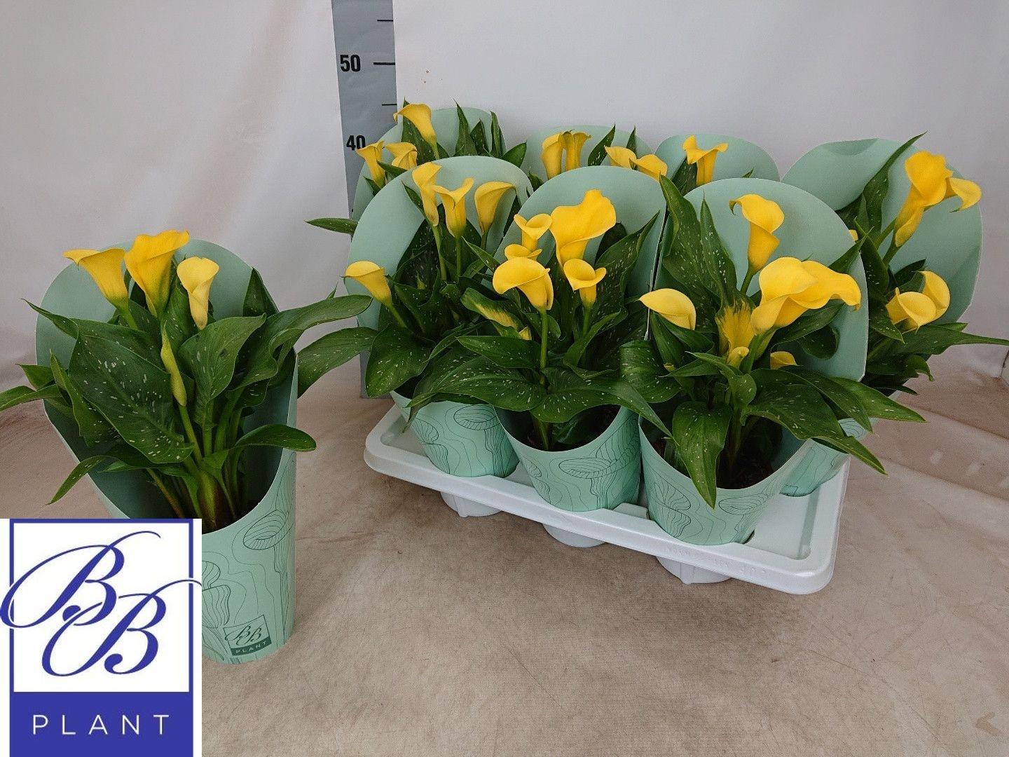 Горшечные цветы и растения оптом Zant Ov от 7шт из Голландии с доставкой по России