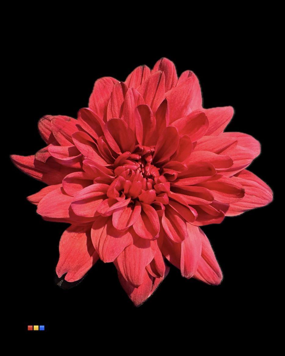 Срезанные цветы оптом Chrys sp paint baltica bordeaux от 40шт из Голландии с доставкой по России