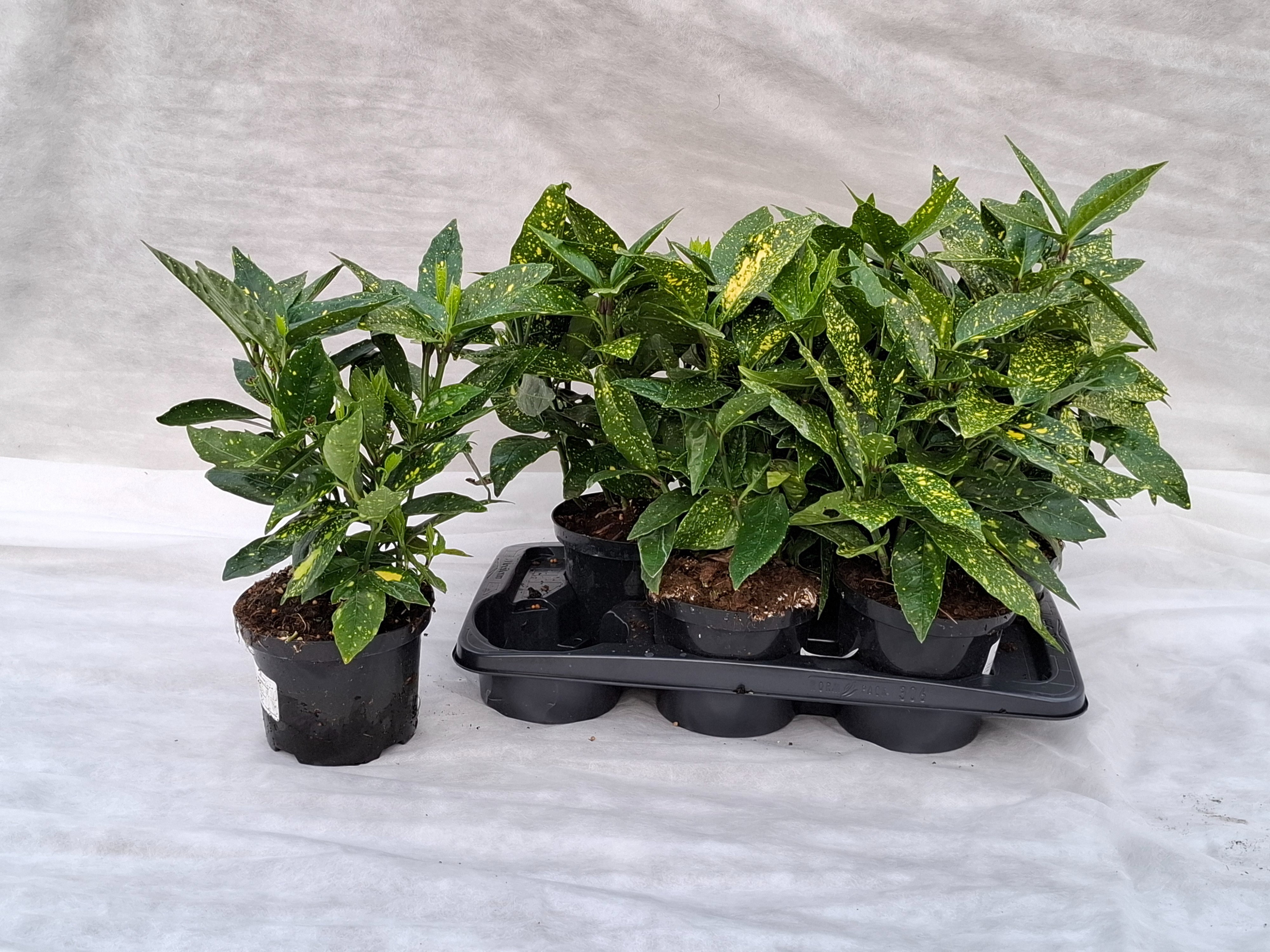 Горшечные цветы и растения оптом Aucuba J Crotonifoli от 6шт из Голландии с доставкой по России