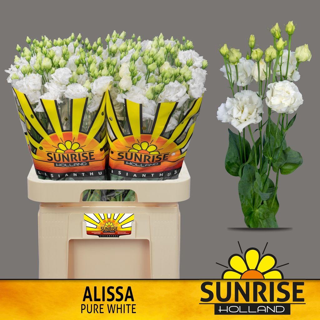 Срезанные цветы оптом Lisianthus do alissa pure white от 40шт. из Голландии с доставкой по России