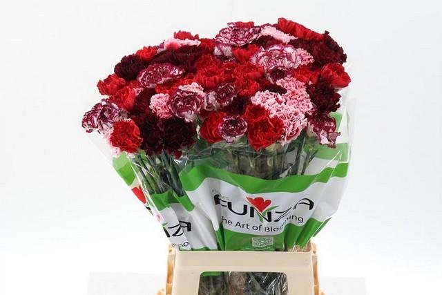 Срезанные цветы оптом Dianthus st mix red от 80шт из Голландии с доставкой по России