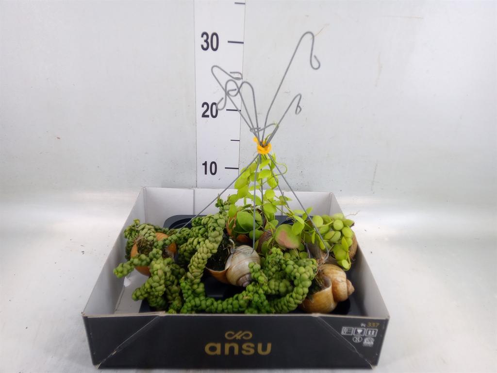 Горшечные цветы и растения оптом Dischidia Nummul. от 6шт из Голландии с доставкой по России