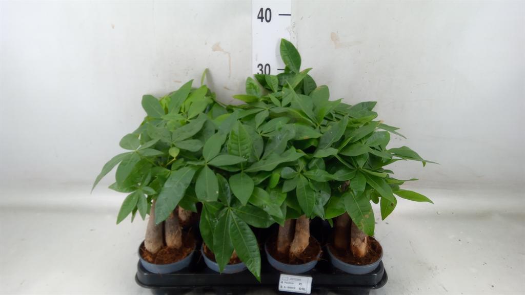 Горшечные цветы и растения оптом Pachira Aquatica от 12шт (для телеги) из Голландии с доставкой по России