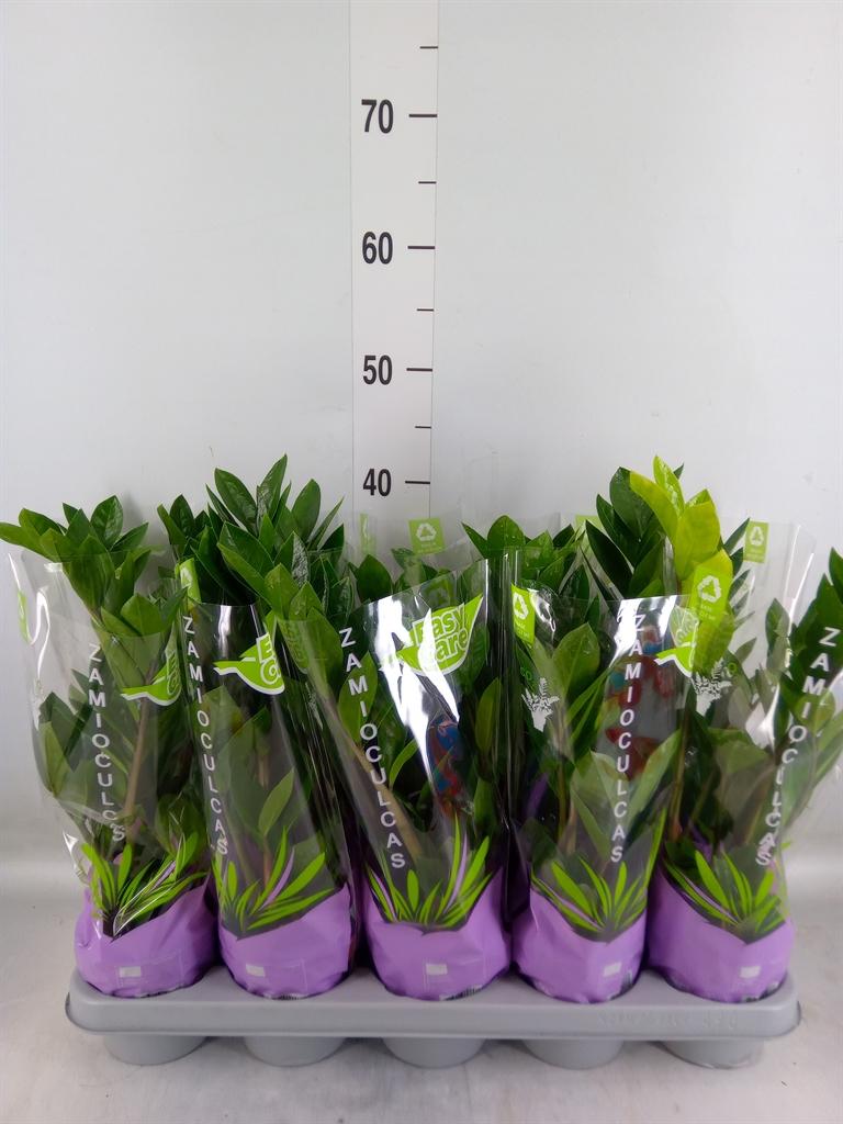 Горшечные цветы и растения оптом Zamioculcas Zamiifolia от 10шт' из Голландии с доставкой по России