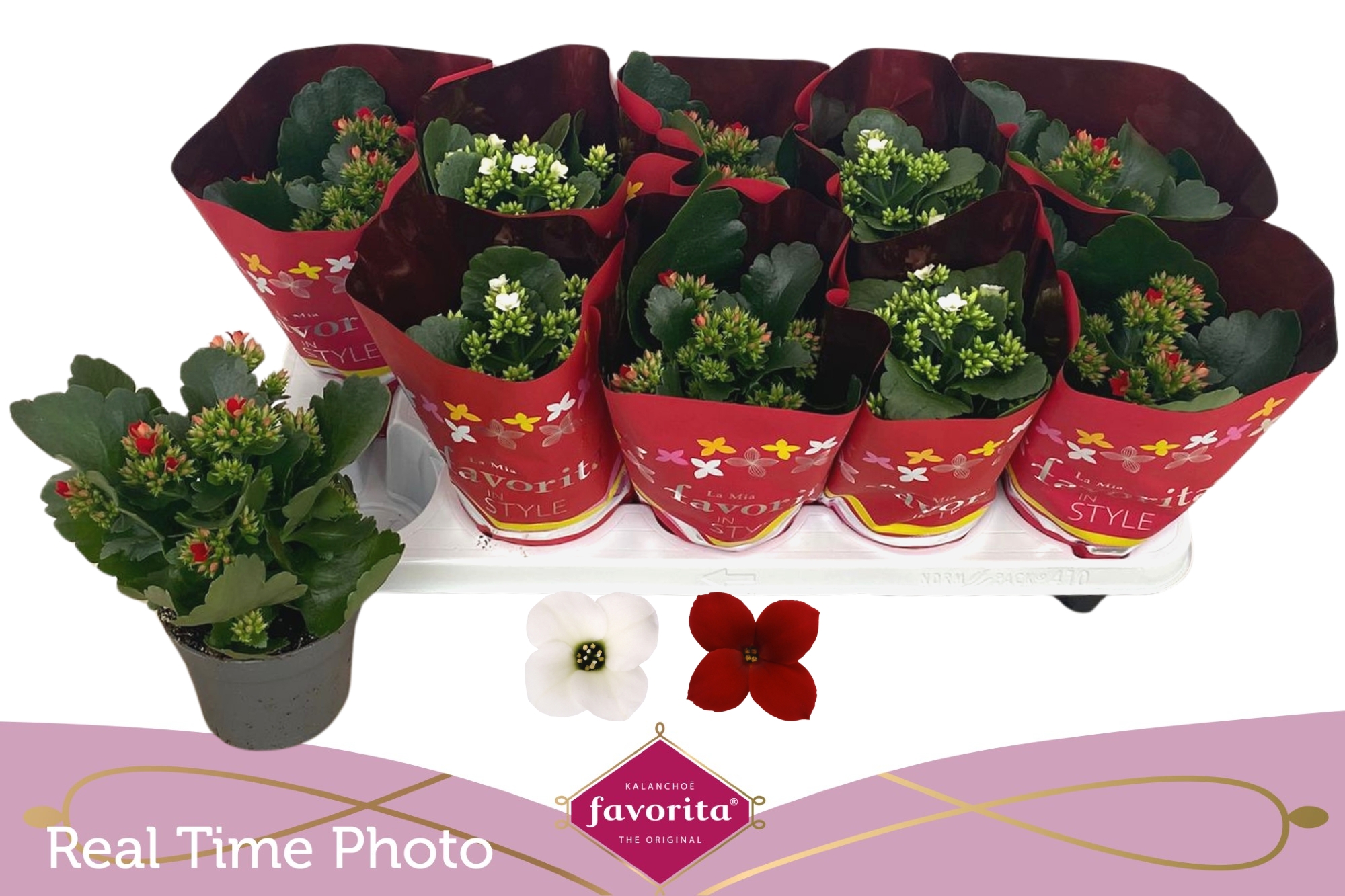 Горшечные цветы и растения оптом Kal En Gem 2 Kl от 10шт из Голландии с доставкой по России