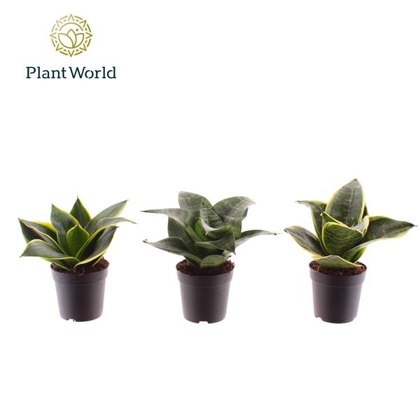 Горшечные цветы и растения оптом Sansevieria Mix Dwarf (decorum) от 16шт (для телеги) из Голландии с доставкой по России